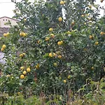 Apartamento 3 Pieces, Jardin, Garage Laroque-des-Albères